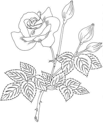 Cum de a desena un trandafir treptat creion