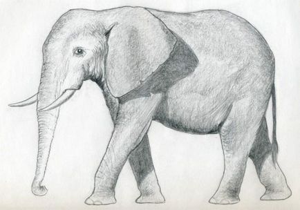 Cum de a desena un elefant etape de construcție a figurii și dându-i volum