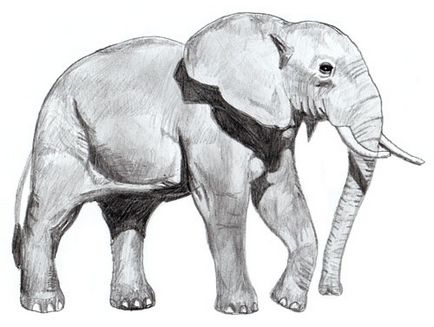 Cum de a desena un elefant, elefant desen etape creion