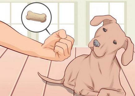 Cum de a preda echipa ta pentru a pune un câine de câine sfaturi manipulare