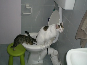 Cum să învețe pisica pentru a merge la toaleta de formare pentru a mers pe jos toaletă după tavă