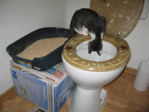 Cum să învețe pisica pentru a merge la toaleta de formare pentru a mers pe jos toaletă după tavă
