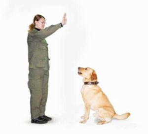 Cum de a preda echipa de câine (sau catelus) pentru a stabili video de instruire