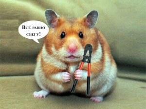 Cum de a găsi și de a prinde un hamster evadat