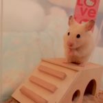Cum de a găsi hamster în apartament
