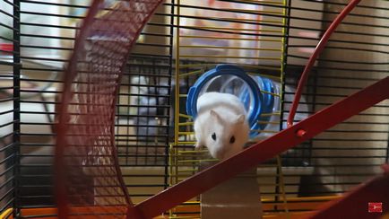 Cum de a găsi hamster în apartament