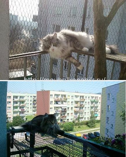 Cum de a asigura siguranța de pisica pe balcon