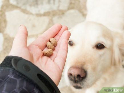 Cum de a instrui echipele de câine