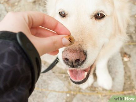 Cum de a instrui echipele de câine