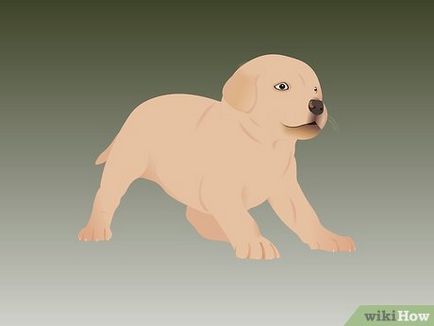 Cum de a instrui de vânătoare dvs. de câine