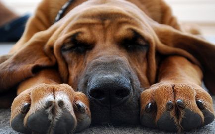 Ce să aleagă somnifere pentru câini comprimate pentru preparate revizuire transport