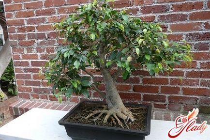 Ca lecții de ficus transplantate cultivator acasă