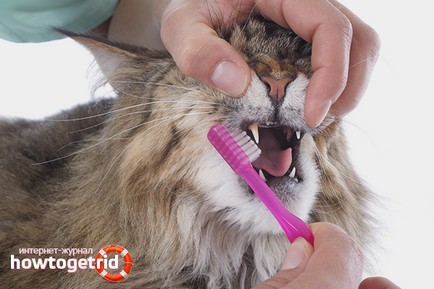 Cum pentru a curăța dinții de pisica la domiciliu