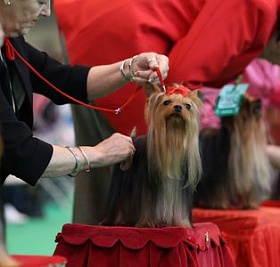 Cum să se pregătească pentru expoziție Yorkshire Terrier