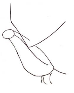 Cum de a desena un creion la copii etape de porumbei
