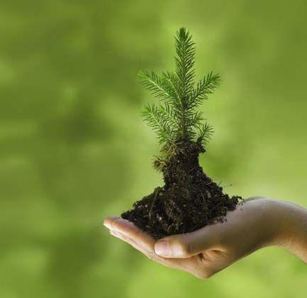 Cum să planteze molid pe site-ul cum să planteze un copac