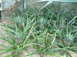 Cum să planteze și să crească un ananas la regulile de origine de cultivare și de îngrijire, metode de reproducere