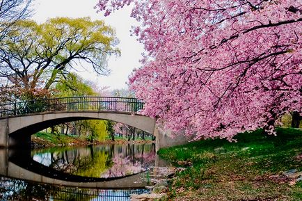 Cum să planteze și să crească sakura