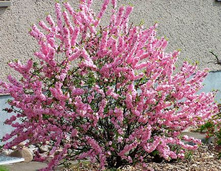 Cum să planteze și să crească sakura