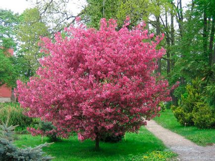 Cum să planteze și să crească sakura