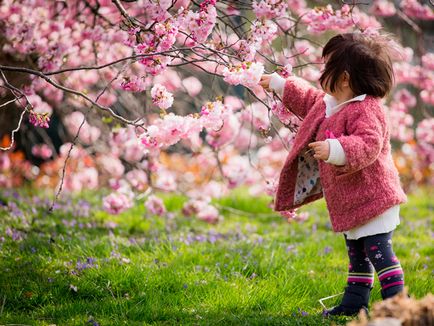 Cum să planteze și să crească sakura