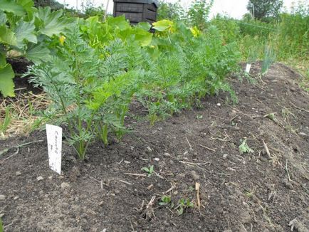 Cum de a planta morcovi, în scopul de a nu subțire cele mai bune modalități de a