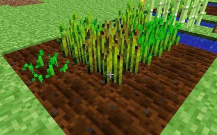 Cum să planteze grâu în maynkrafte și că aceasta trebuie să