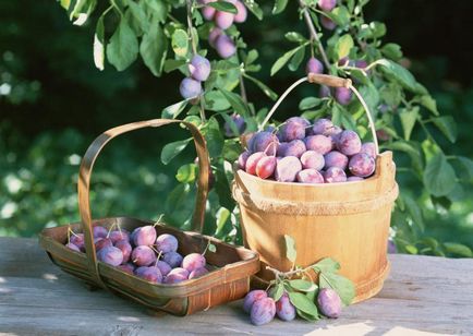 Cum de a planta o prună - în creștere de prune, de îngrijire de prune