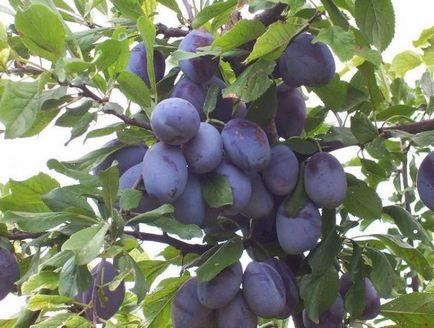 Cum de a planta o prună - în creștere de prune, de îngrijire de prune