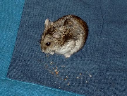Cum să se hrănească hamsteri Jungar