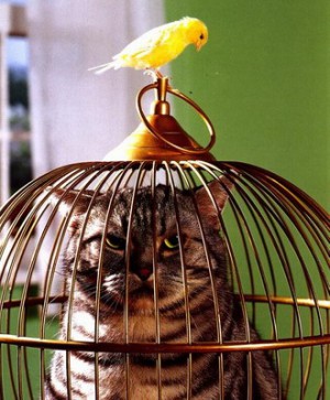 Cum de a pedepsi în mod corect o pisica - pisici pedeapsa
