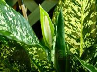Cum houseplants pulverizare (foaie inferioară) Cum se pulveriza houseplants