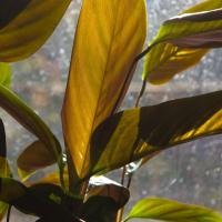 Cum se pulveriza plante de interior (plante) Cum se pulveriza houseplants