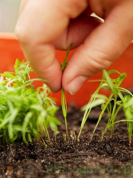 Cum de a planta morcovi în primăvară