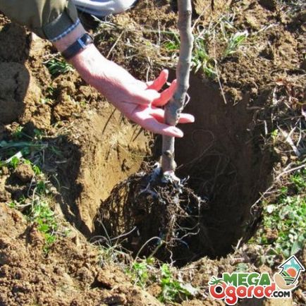 Cum de a planta un preparat sol măr, răsadurilor și reguli de plantare