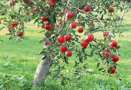 Cum de a planta un măr în primăvară, schema