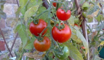 Cum să colecteze și să păstreze semințele de tomate