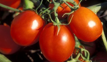 Cum să colecteze și să păstreze semințele de tomate