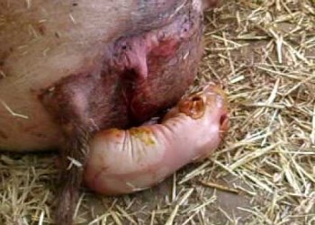 Cum să ia naștere la porci