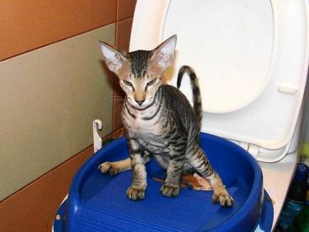 Cum de a obișnui pisica la vasul de toaletă în baie