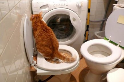 Cum de a obișnui pisica la vasul de toaletă în baie