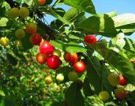 Cum de a planta un cherry cherry în primăvara anului