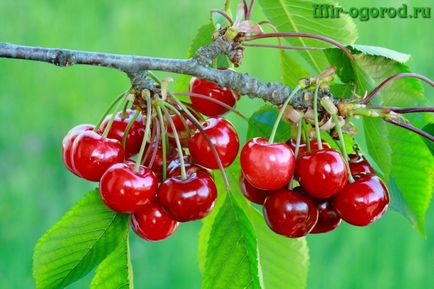Cum de a planta un cherry cherry în primăvara anului