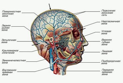 Cum de a verifica vasele din creier, inimă și membrelor
