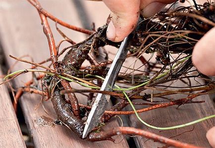 Cum să stea geranium (Pelargonium) butași și divizarea Bush, video și fotografii