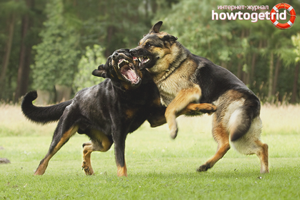 Cum de a separa câini de luptă sfaturi