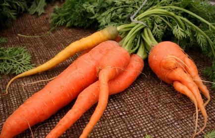 Cum de a planta morcovi, în scopul de a nu subțire