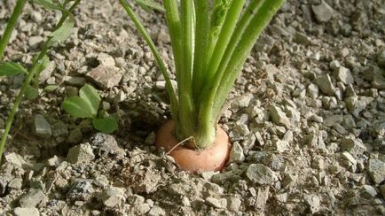 Cum de a planta un morcov - plantare, cultivare, îngrijire pentru morcovi