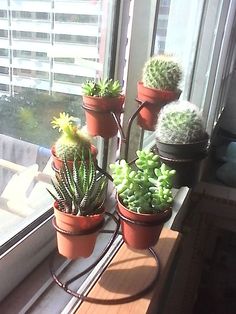 Cactus - cultivarea și îngrijire sfaturi