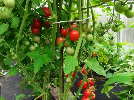 Cum de a proteja zona de manei la tomate